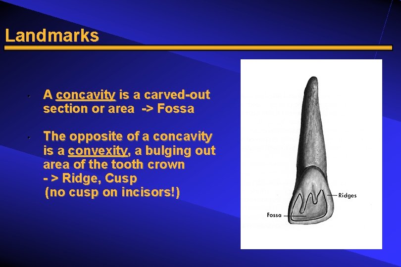 Landmarks • • A concavity is a carved-out section or area -> Fossa The
