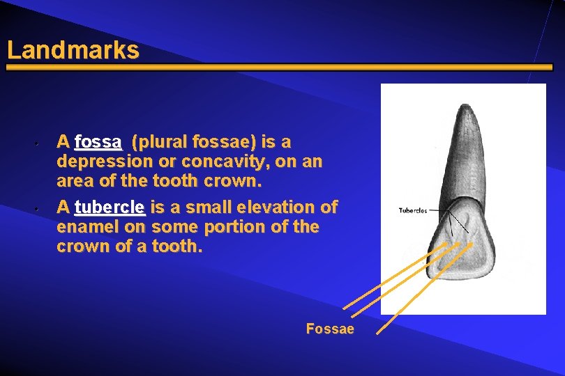 Landmarks • • A fossa (plural fossae) is a depression or concavity, on an