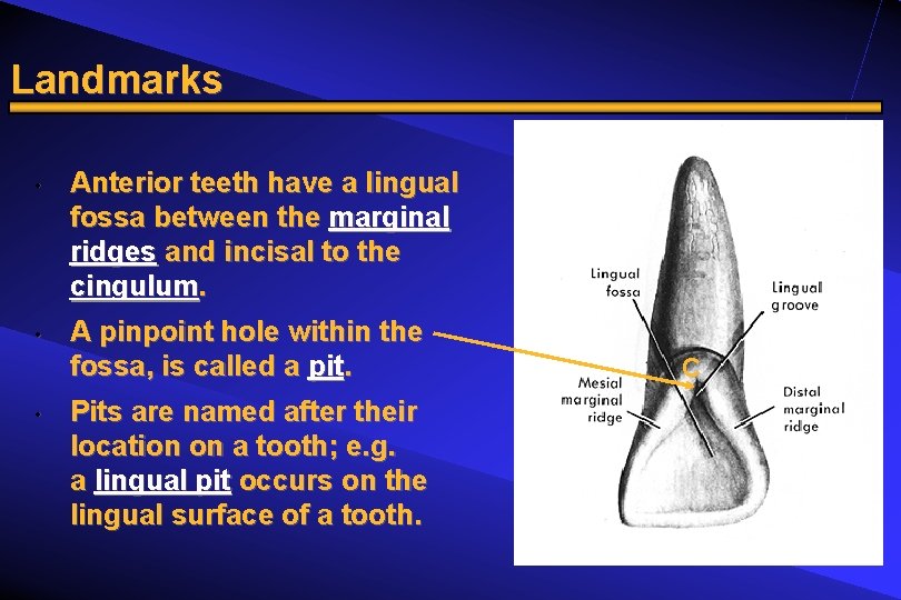 Landmarks • • • Anterior teeth have a lingual fossa between the marginal ridges