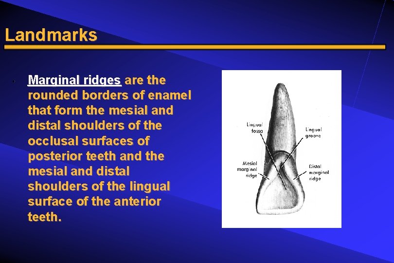 Landmarks • Marginal ridges are the rounded borders of enamel that form the mesial