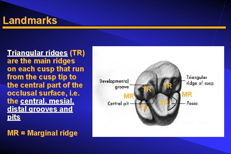 Landmarks Triangular ridges (TR) are the main ridges on each cusp that run from
