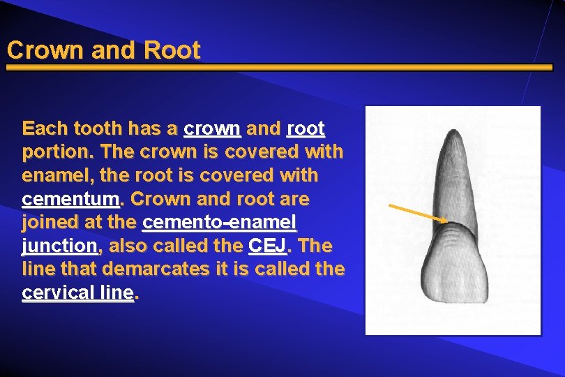 Crown and Root Each tooth has a crown and root portion. The crown is