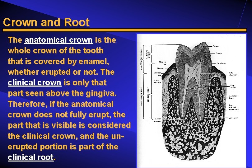 Crown and Root The anatomical crown is the whole crown of the tooth that