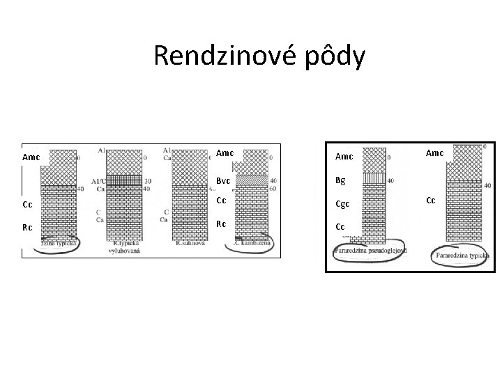 Rendzinové pôdy Amc Bvc Bg Cc Cc Cgc Rc Rc Cc Amc Cc 