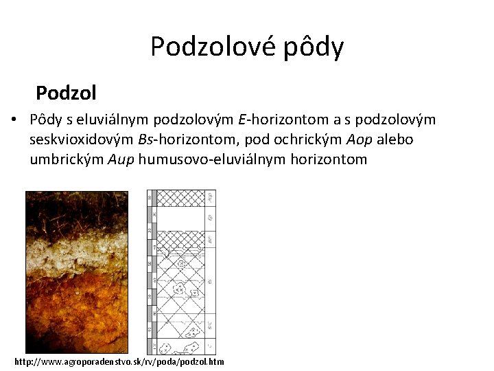 Podzolové pôdy Podzol • Pôdy s eluviálnym podzolovým E-horizontom a s podzolovým seskvioxidovým Bs-horizontom,