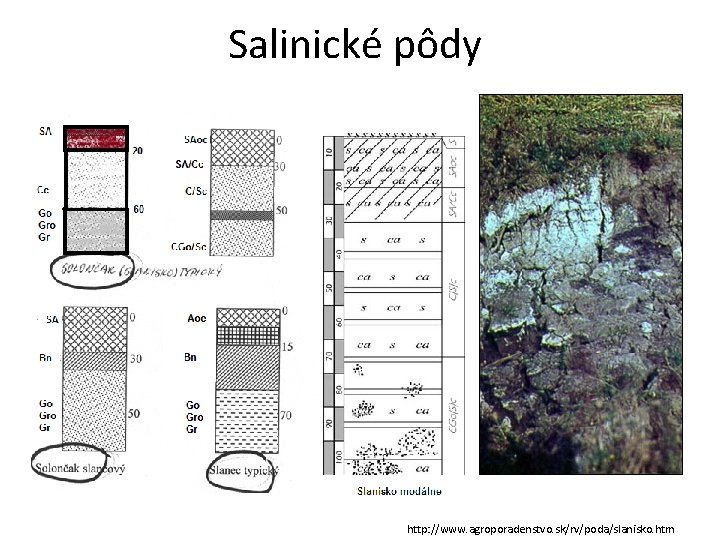 Salinické pôdy http: //www. agroporadenstvo. sk/rv/poda/slanisko. htm 