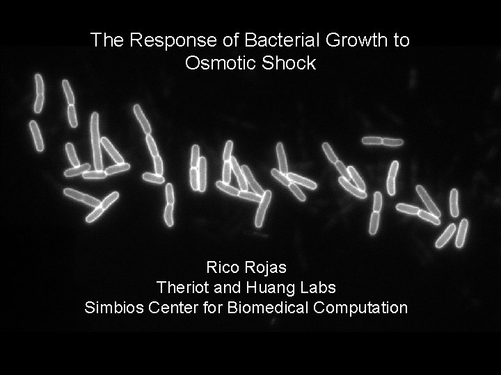 The Response of Bacterial Growth to Osmotic Shock Rico Rojas Theriot and Huang Labs