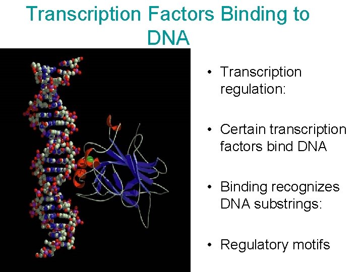 Transcription Factors Binding to DNA • Transcription regulation: • Certain transcription factors bind DNA Transcription Factors Binding to DNA • Transcription regulation: • Certain transcription factors bind DNA
