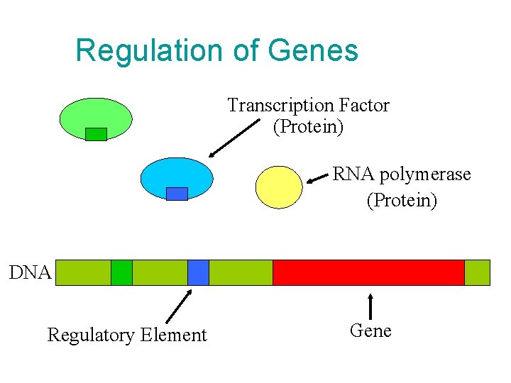 Regulation of Genes Transcription Factor (Protein) RNA polymerase (Protein) DNA Regulatory Element Gene 