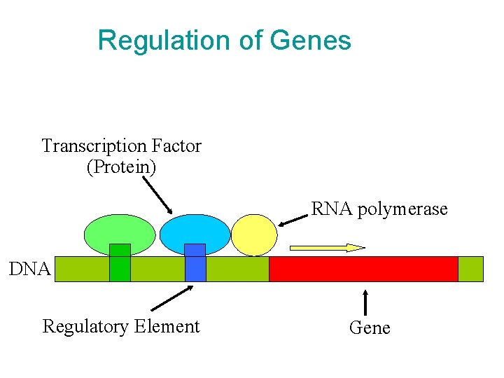 Regulation of Genes Transcription Factor (Protein) RNA polymerase DNA Regulatory Element Gene 