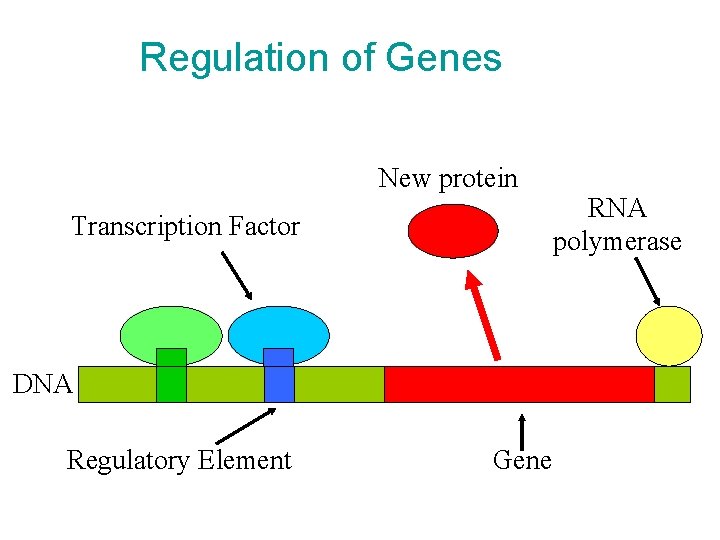 Regulation of Genes New protein Transcription Factor DNA Regulatory Element Gene RNA polymerase Regulation of Genes New protein Transcription Factor DNA Regulatory Element Gene RNA polymerase