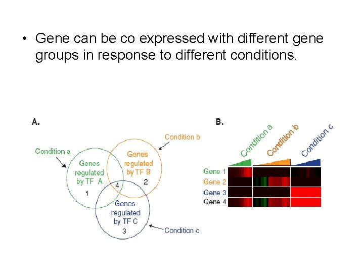  • Gene can be co expressed with different gene groups in response to