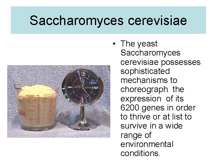 Saccharomyces cerevisiae • The yeast Saccharomyces cerevisiae possesses sophisticated mechanisms to choreograph the expression Saccharomyces cerevisiae • The yeast Saccharomyces cerevisiae possesses sophisticated mechanisms to choreograph the expression
