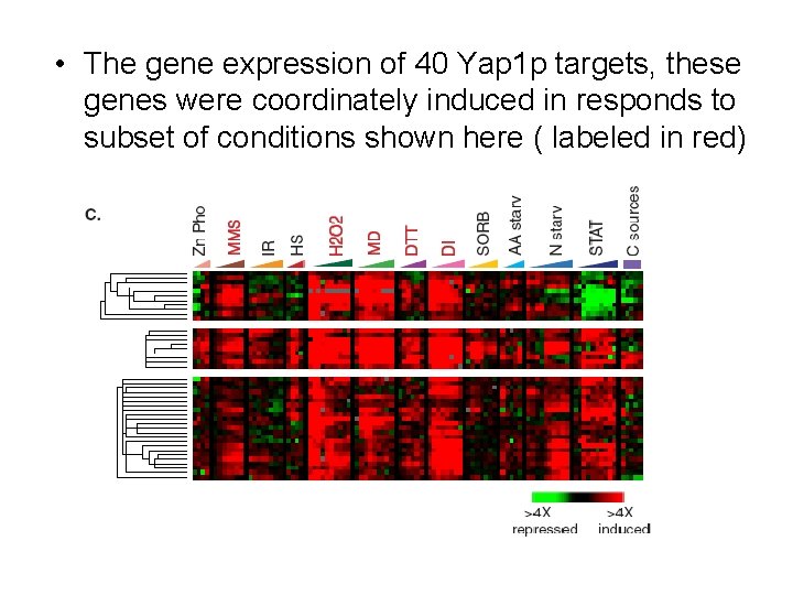  • The gene expression of 40 Yap 1 p targets, these genes were