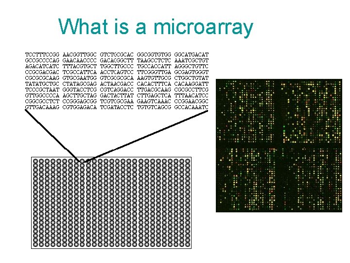 What is a microarray What is a microarray
