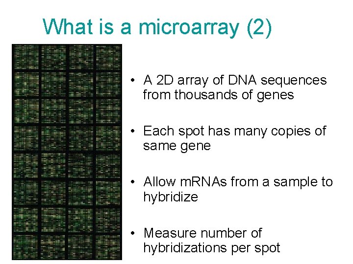What is a microarray (2) • A 2 D array of DNA sequences from