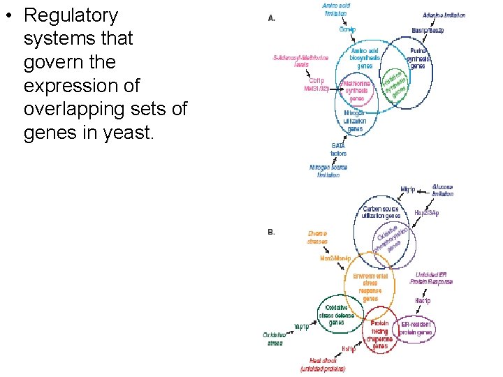  • Regulatory systems that govern the expression of overlapping sets of genes in