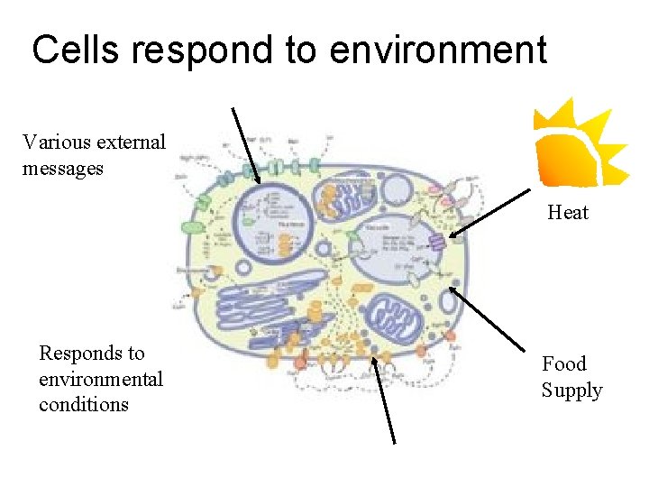 Cells respond to environment Various external messages Heat Responds to environmental conditions Food Supply