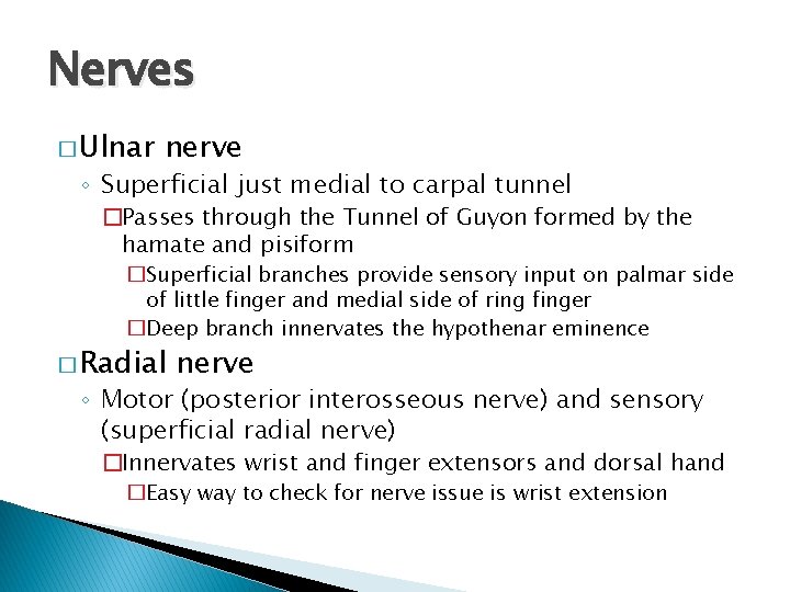 Nerves � Ulnar nerve ◦ Superficial just medial to carpal tunnel �Passes through the