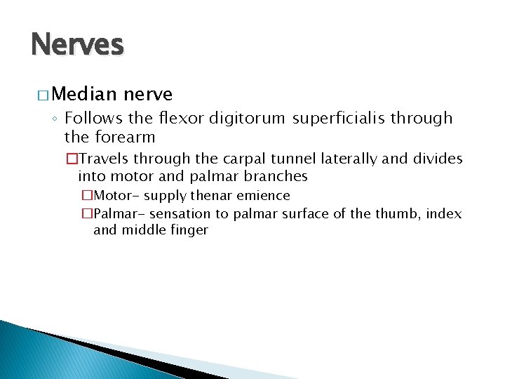 Nerves � Median nerve ◦ Follows the flexor digitorum superficialis through the forearm �Travels
