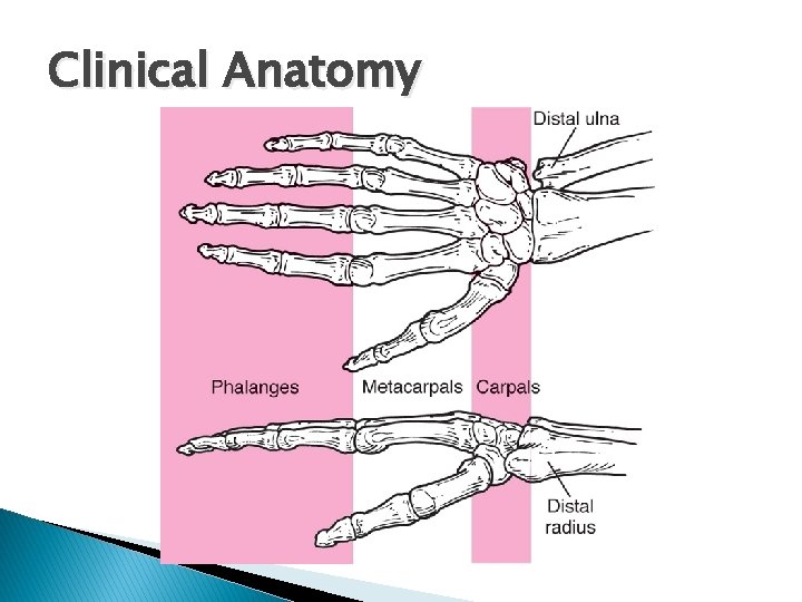 Clinical Anatomy 