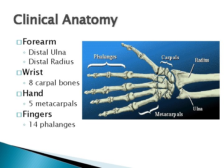 Clinical Anatomy � Forearm ◦ Distal Ulna ◦ Distal Radius � Wrist ◦ 8