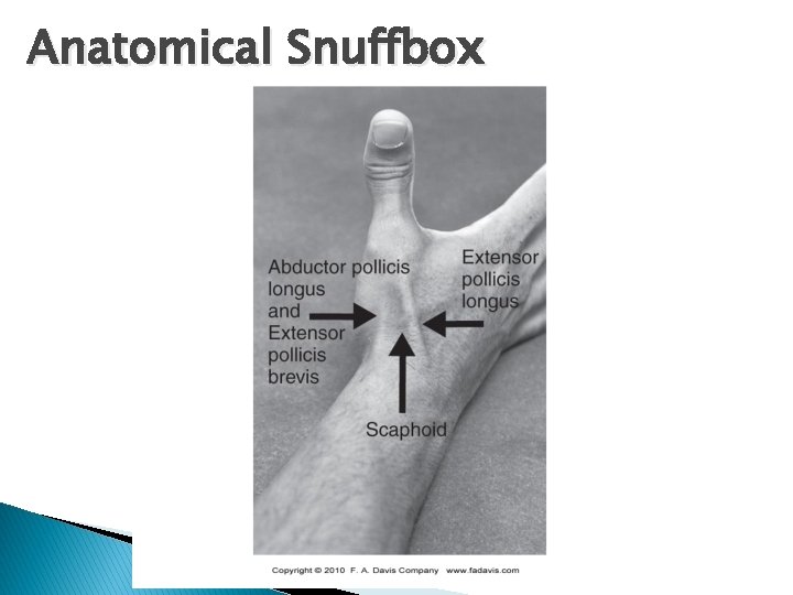 Anatomical Snuffbox 