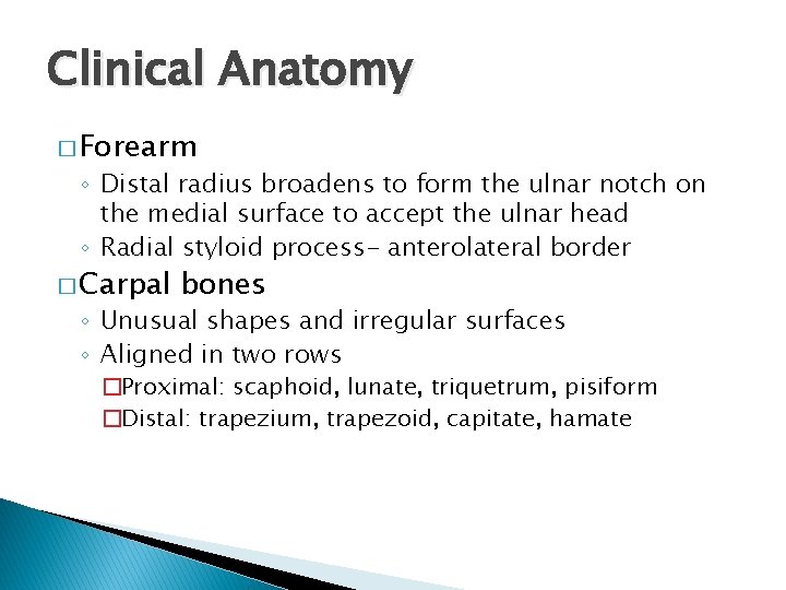 Clinical Anatomy � Forearm ◦ Distal radius broadens to form the ulnar notch on