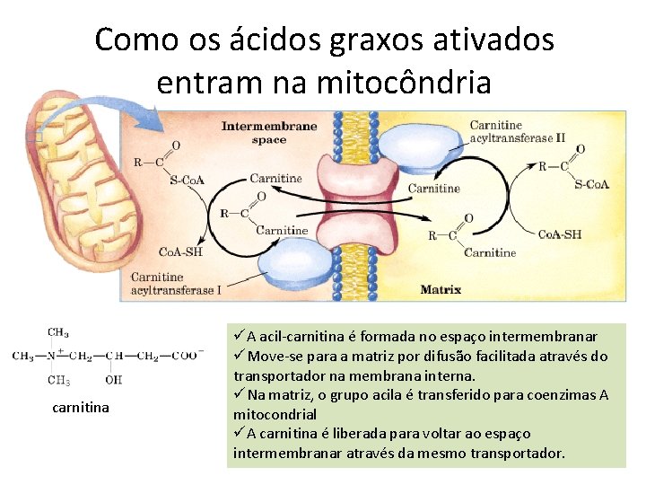 Como os ácidos graxos ativados entram na mitocôndria carnitina üA acil-carnitina é formada no