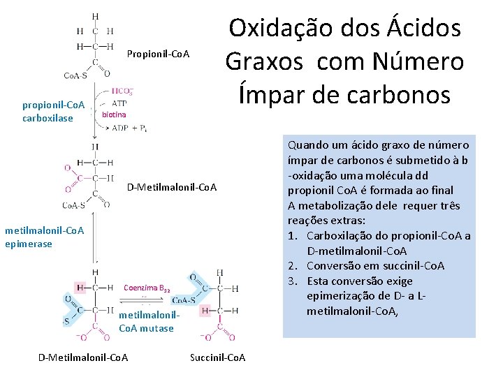 Oxidação dos Ácidos Graxos com Número Ímpar de carbonos Propionil-Co. A propionil-Co. A carboxilase