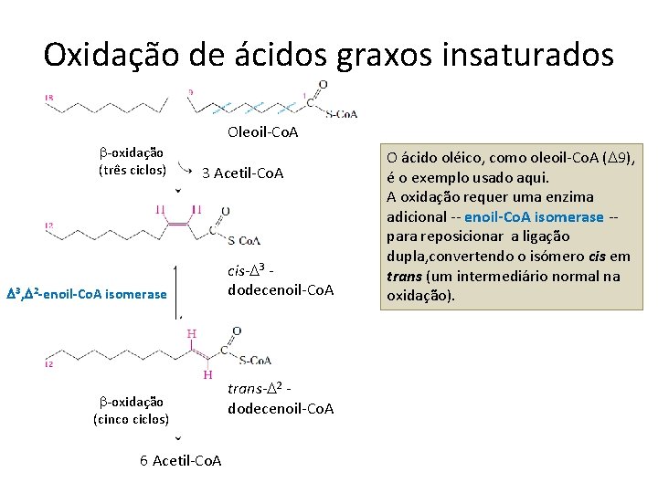 Oxidação de ácidos graxos insaturados Oleoil-Co. A b-oxidação (três ciclos) 3 Acetil-Co. A D