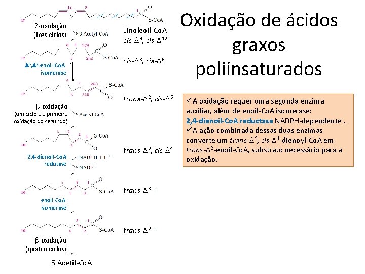 b-oxidação (três ciclos) D 3, D 2 -enoil-Co. A isomerase b-oxidação Linoleoil-Co. A cis-D