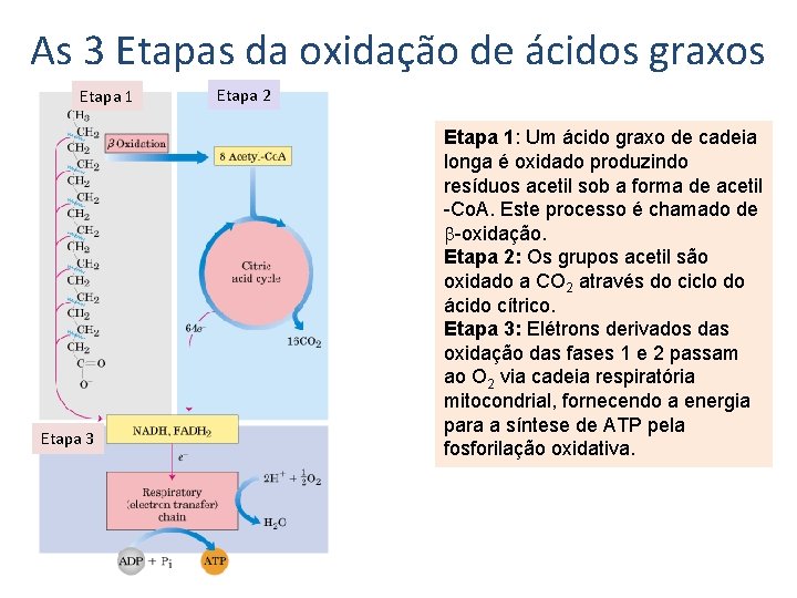 As 3 Etapas da oxidação de ácidos graxos Etapa 1 Etapa 3 Etapa 2