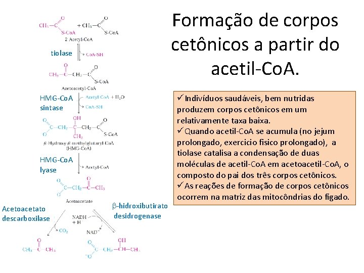 Formação de corpos cetônicos a partir do acetil-Co. A. tiolase HMG-Co. A sintase HMG-Co.