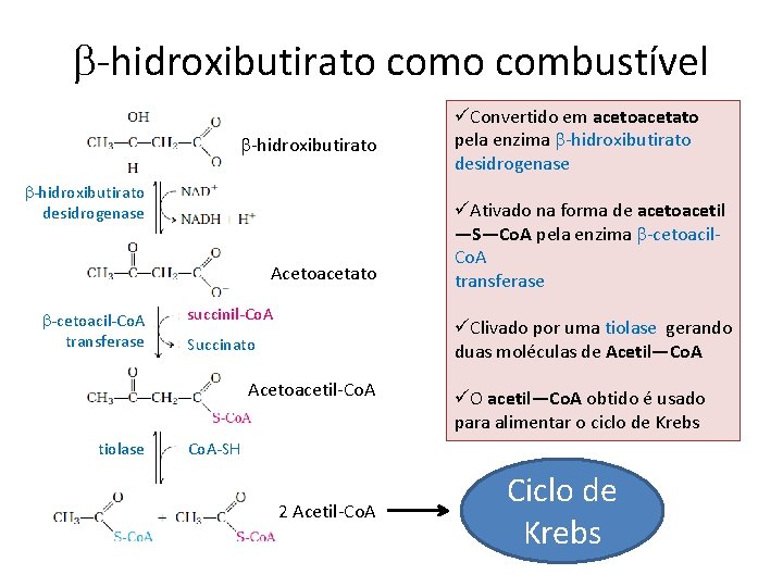 b-hidroxibutirato combustível b-hidroxibutirato desidrogenase Acetoacetato b-cetoacil-Co. A transferase succinil-Co. A üAtivado na forma de