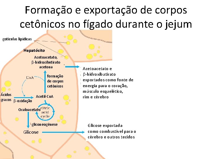 Formação e exportação de corpos cetônicos no fígado durante o jejum gotículas lipídicas Hepatócito
