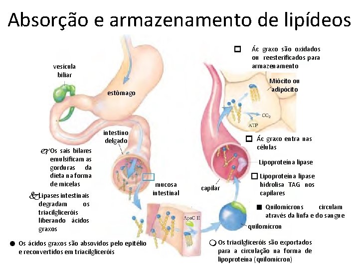 Absorção e armazenamento de lipídeos p vesícula biliar Ác graxo são oxidados ou reesterificados