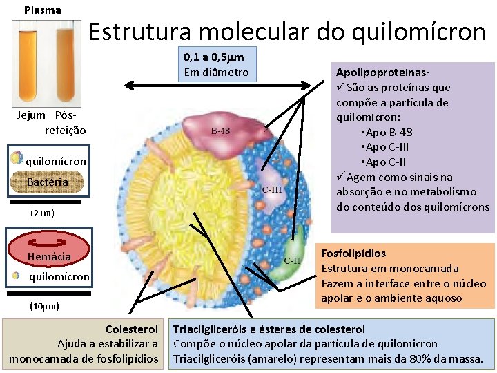 Plasma Estrutura molecular do quilomícron 0, 1 a 0, 5 mm Em diâmetro Jejum