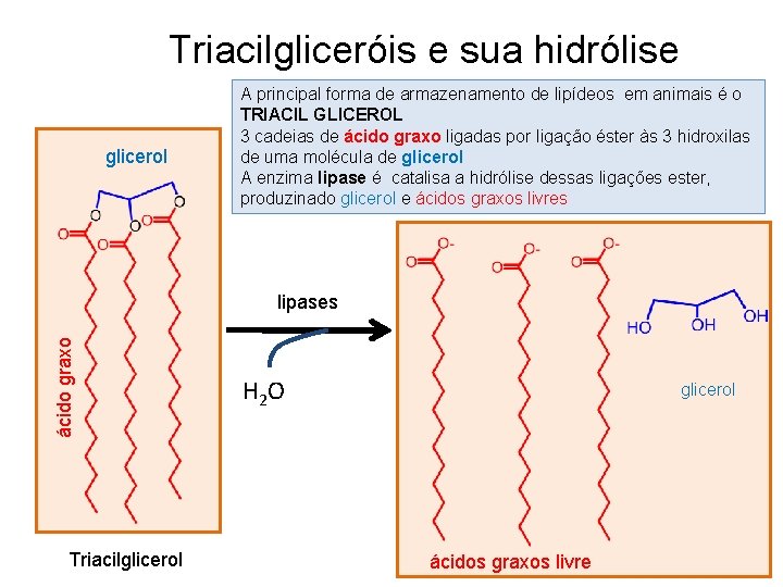 Triacilgliceróis e sua hidrólise glicerol A principal forma de armazenamento de lipídeos em animais