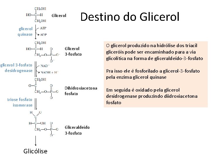 Glicerol Destino do Glicerol glicerol quinase Glicerol 3 -fosfato glicerol 3 -fosfato desidrogenase Pra