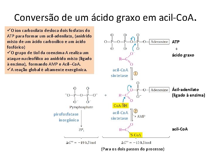 Conversão de um ácido graxo em acil-Co. A. üO íon carboxilato desloca dois fosfatos