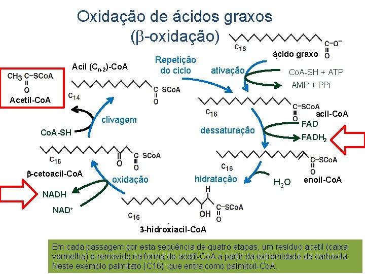 Oxidação de ácidos graxos (b-oxidação) ácido graxo Repetição do ciclo Acil (Cn-2)-Co. A ativação