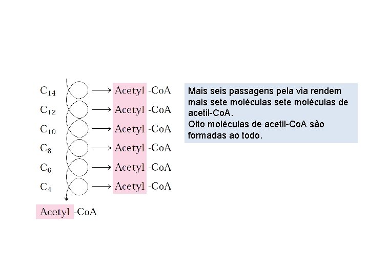 Mais seis passagens pela via rendem mais sete moléculas de acetil-Co. A. Oito moléculas