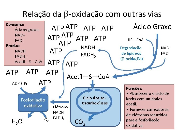 Relação da b-oxidação com outras vias ATP ATP ATP NADH ATP FADH 2 ATP