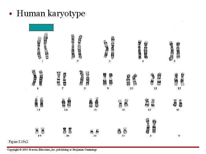  • Human karyotype Figure 8. 19 x 2 Copyright © 2003 Pearson Education,