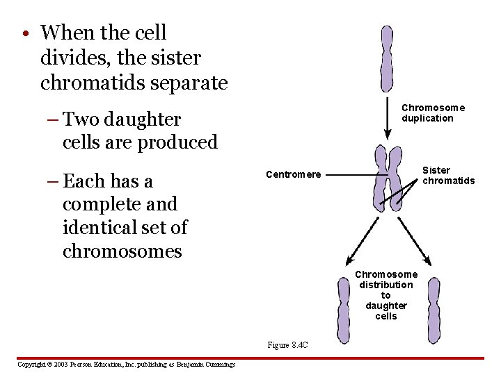  • When the cell divides, the sister chromatids separate Chromosome duplication – Two