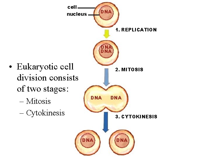 cell nucleus DNA 1. REPLICATION DNA • Eukaryotic cell division consists of two stages:
