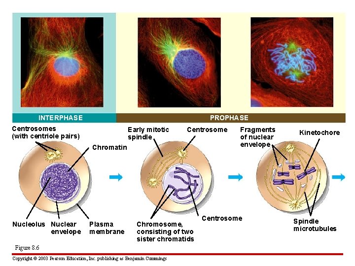 INTERPHASE PROPHASE Centrosomes (with centriole pairs) Early mitotic spindle Centrosome Chromatin Nucleolus Nuclear envelope