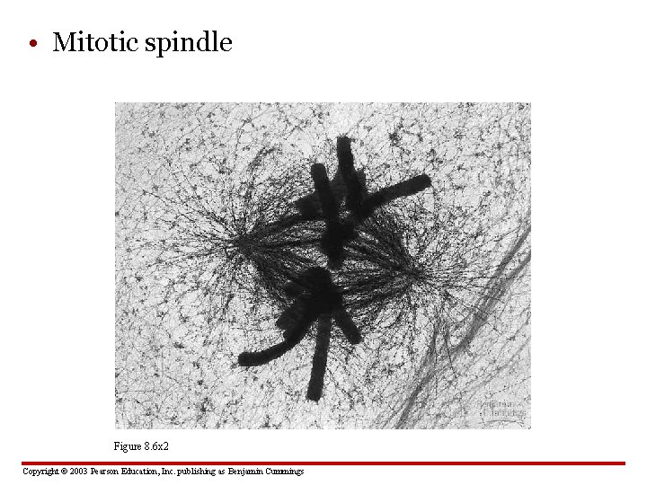  • Mitotic spindle Figure 8. 6 x 2 Copyright © 2003 Pearson Education,