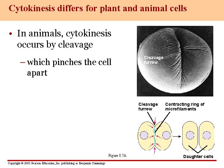 Cytokinesis differs for plant and animal cells • In animals, cytokinesis occurs by cleavage